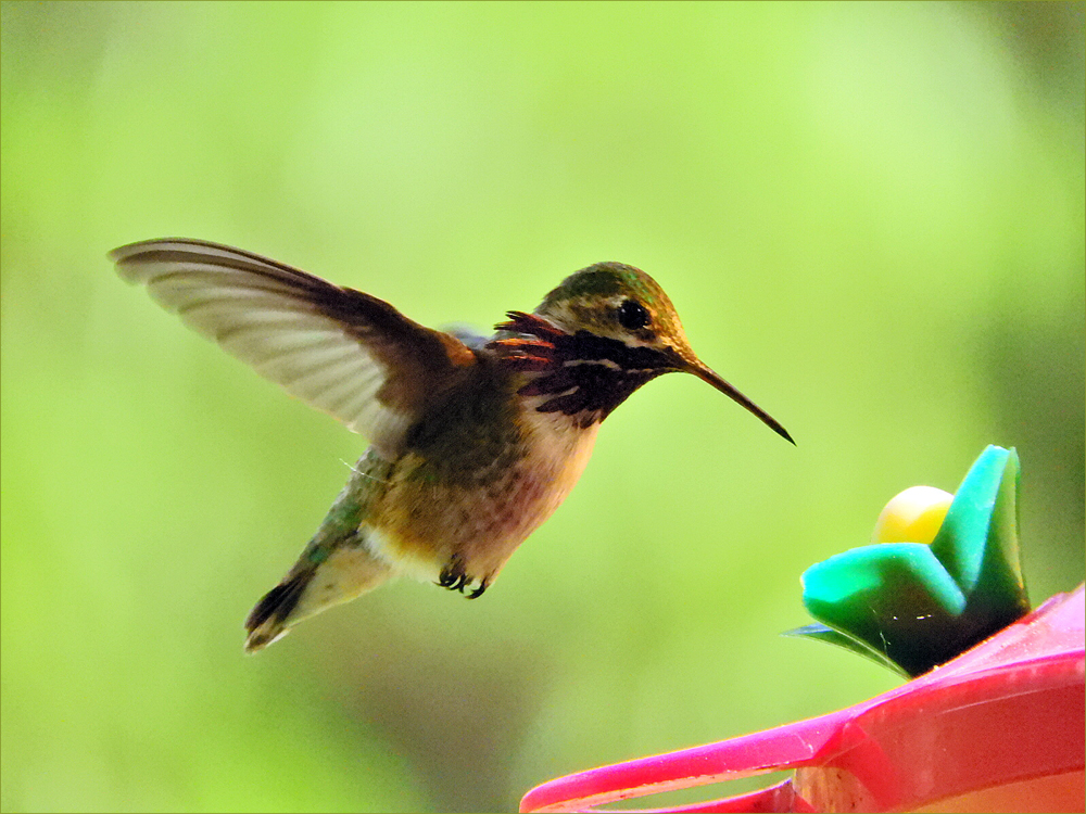 Calliope  Hummingbird