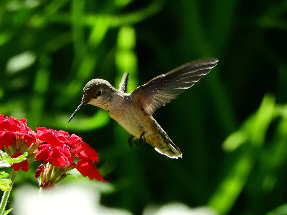 Calliope Hummingbird (female)
