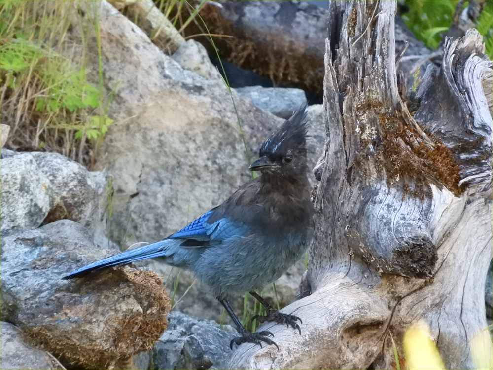 Steller's Jay