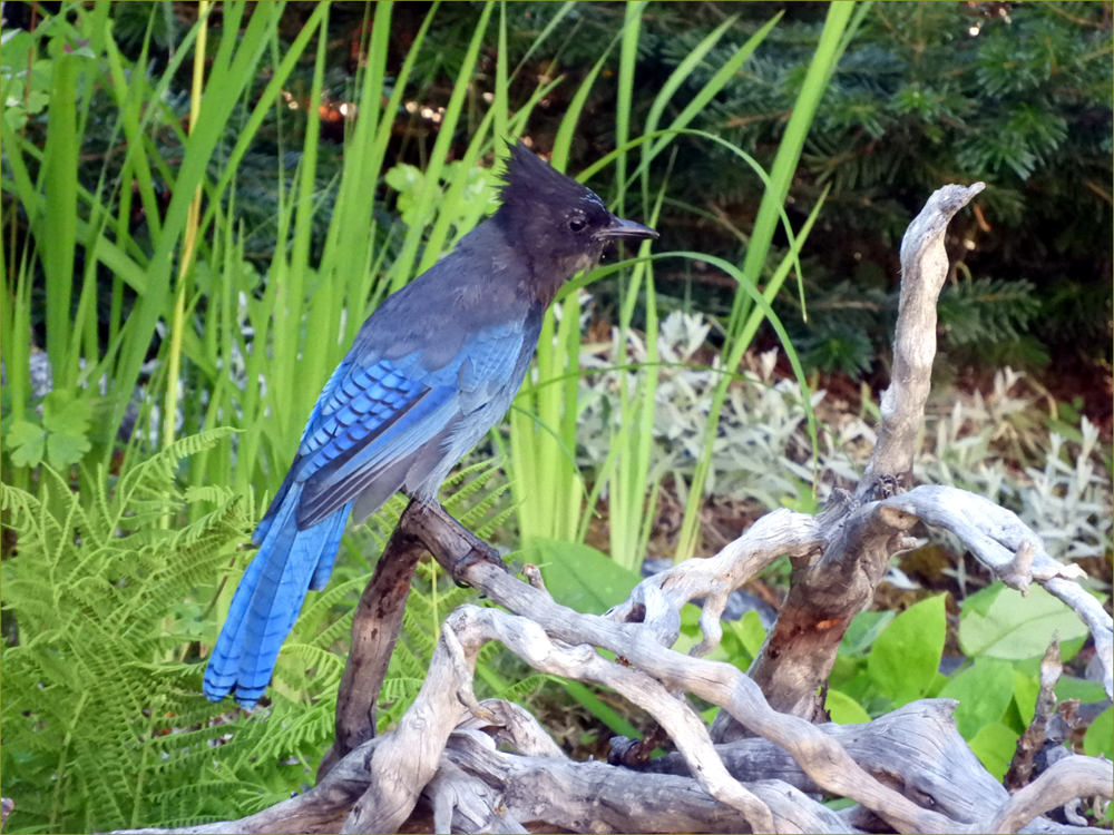 Steller's Jay