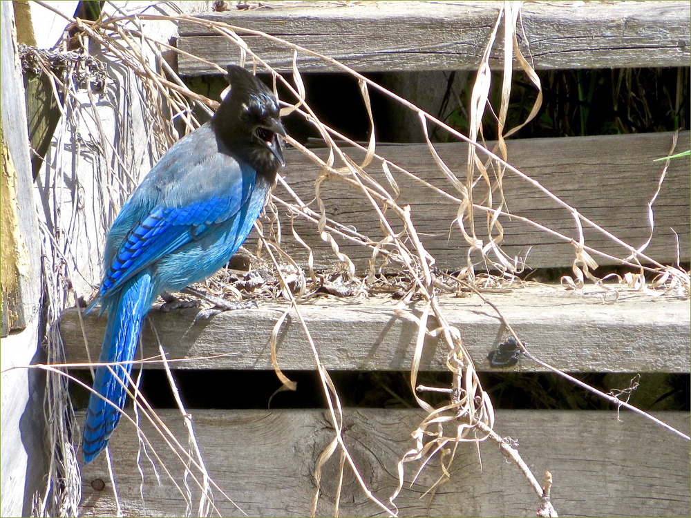 Steller's Jay