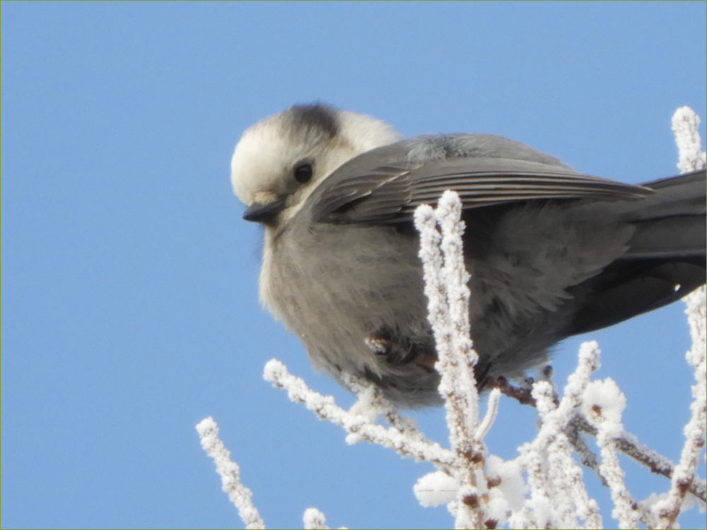Grey Jay (Whiskey Jack)