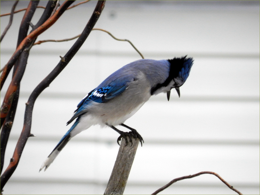 Blue Jay