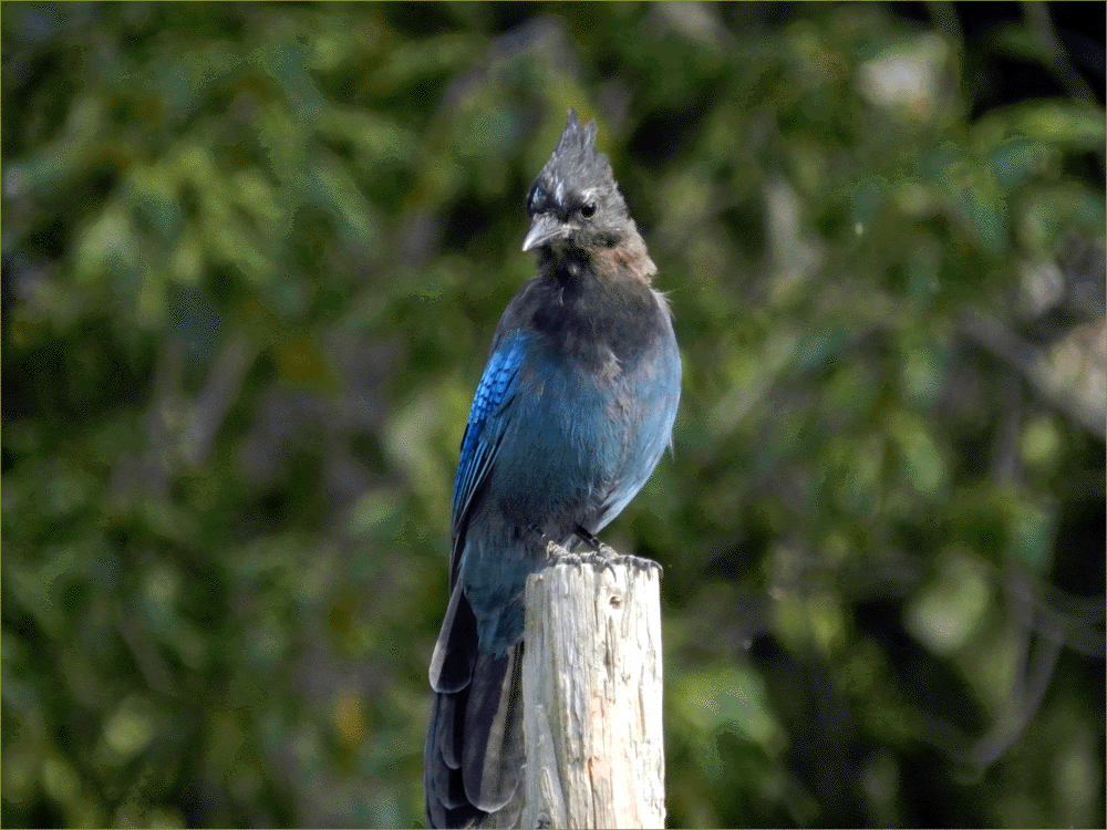Steller's Jay