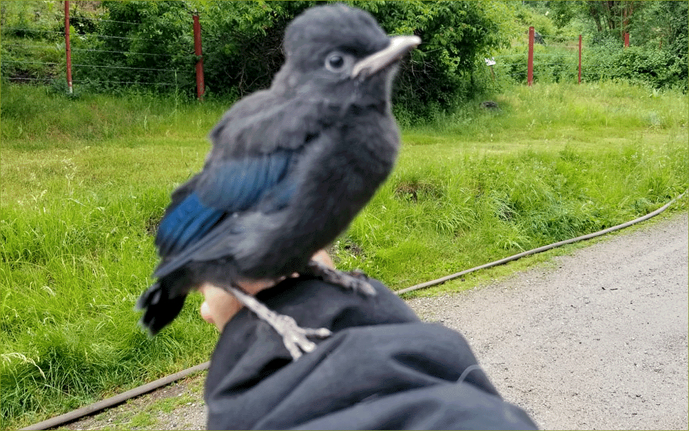 Steller's Jay (fledgling)