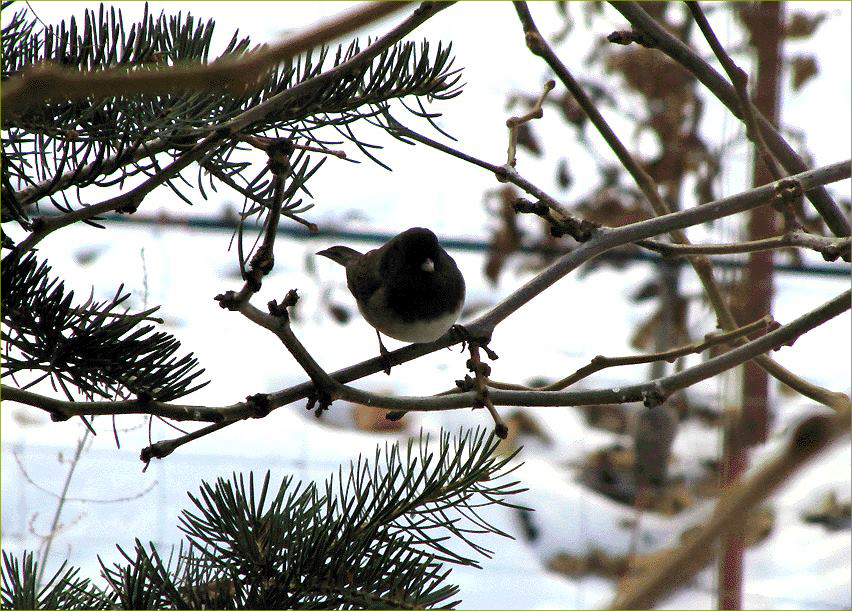 Oregon Dark-eyed Junco