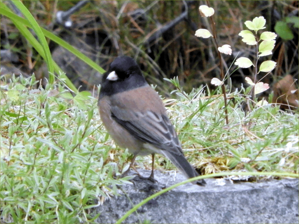 Dark-eyed Junco, Oregon