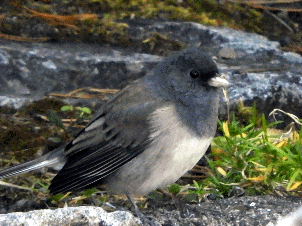Dark-eyed Junco, Slate