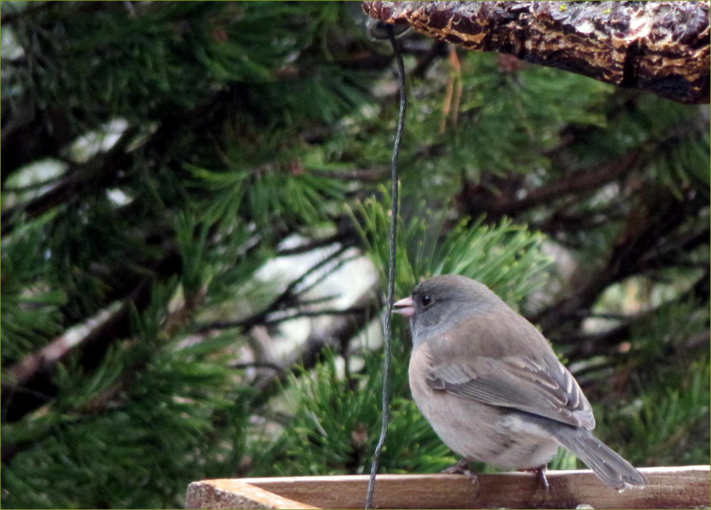 Slate-colored Junco