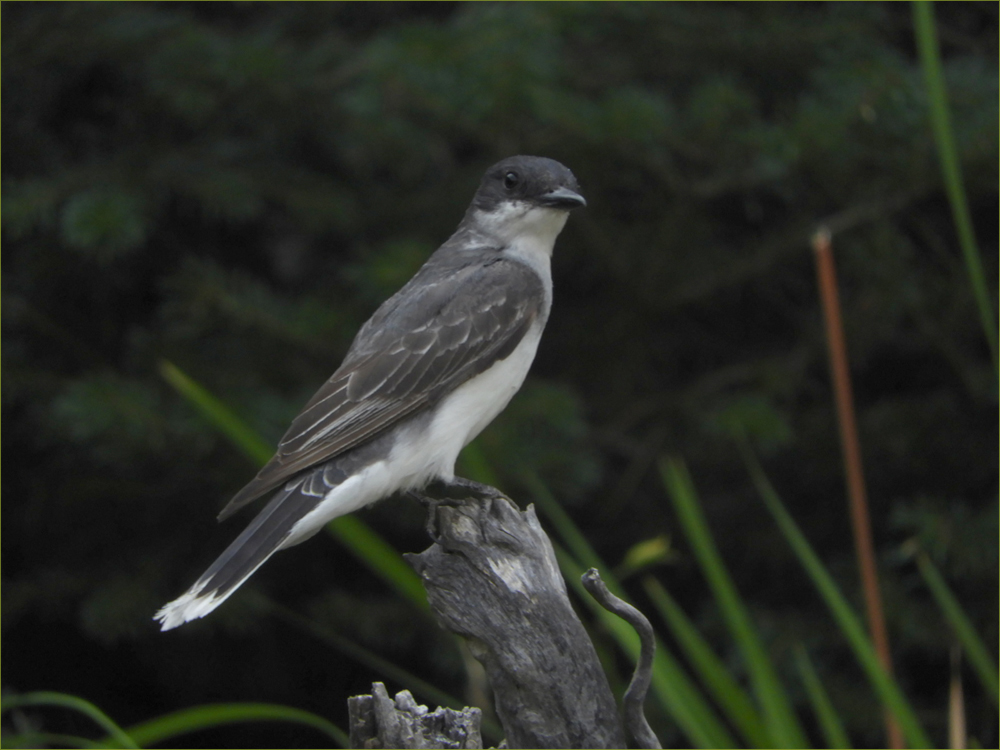 Kingbird