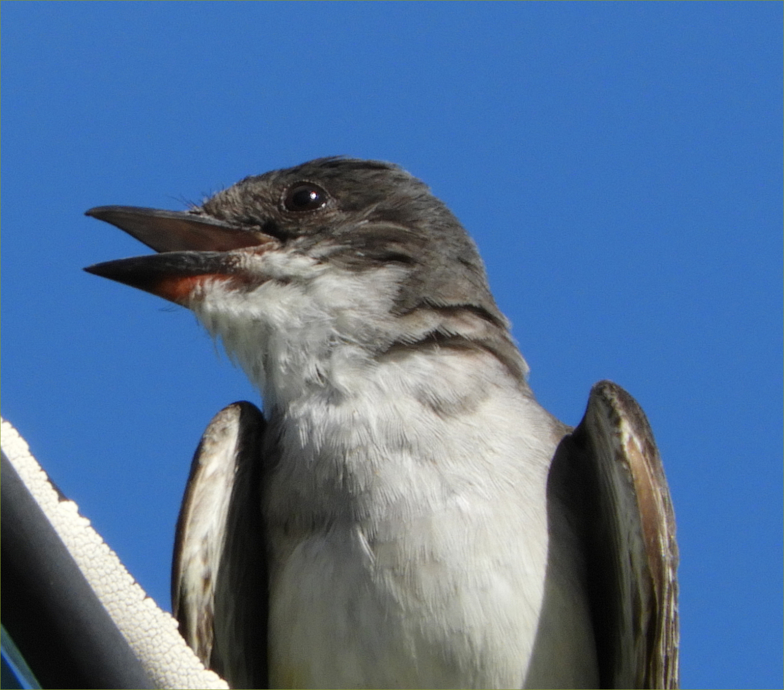 Eastern Kingbird (juvenile)