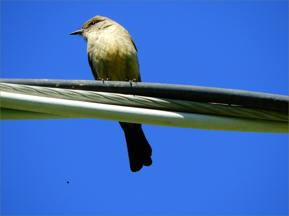 Kingbird (female)