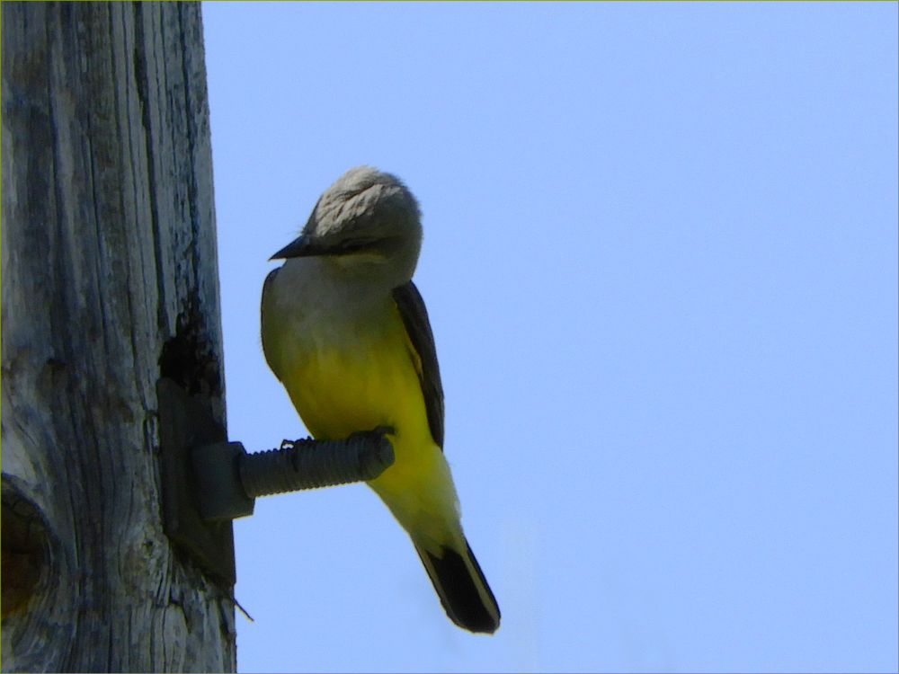 Western Kingbird (male)