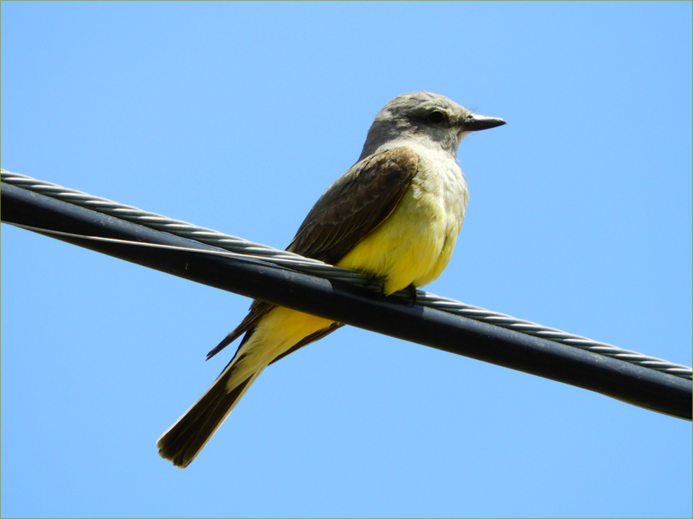 Western Kingbird (male)