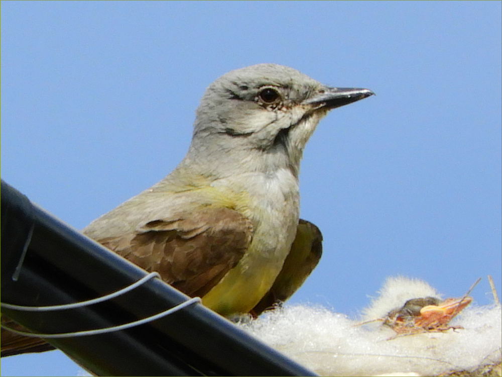 Western Kingbirds