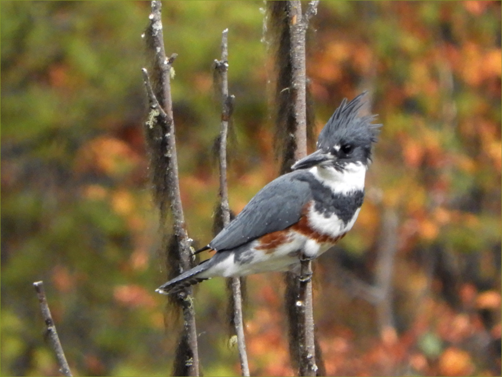 Belted Kingfisher