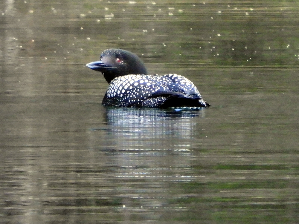 Common Loon