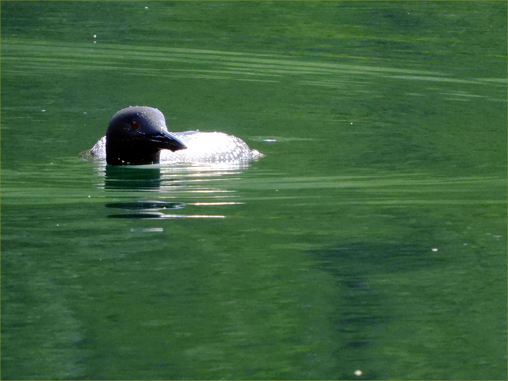 Common Loon