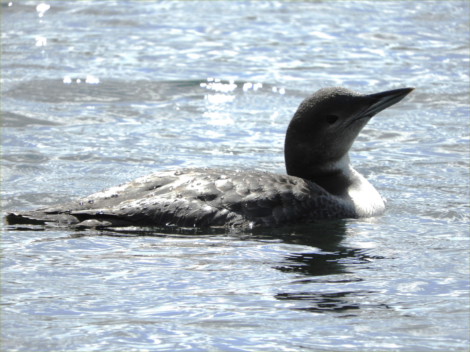 Common Loon