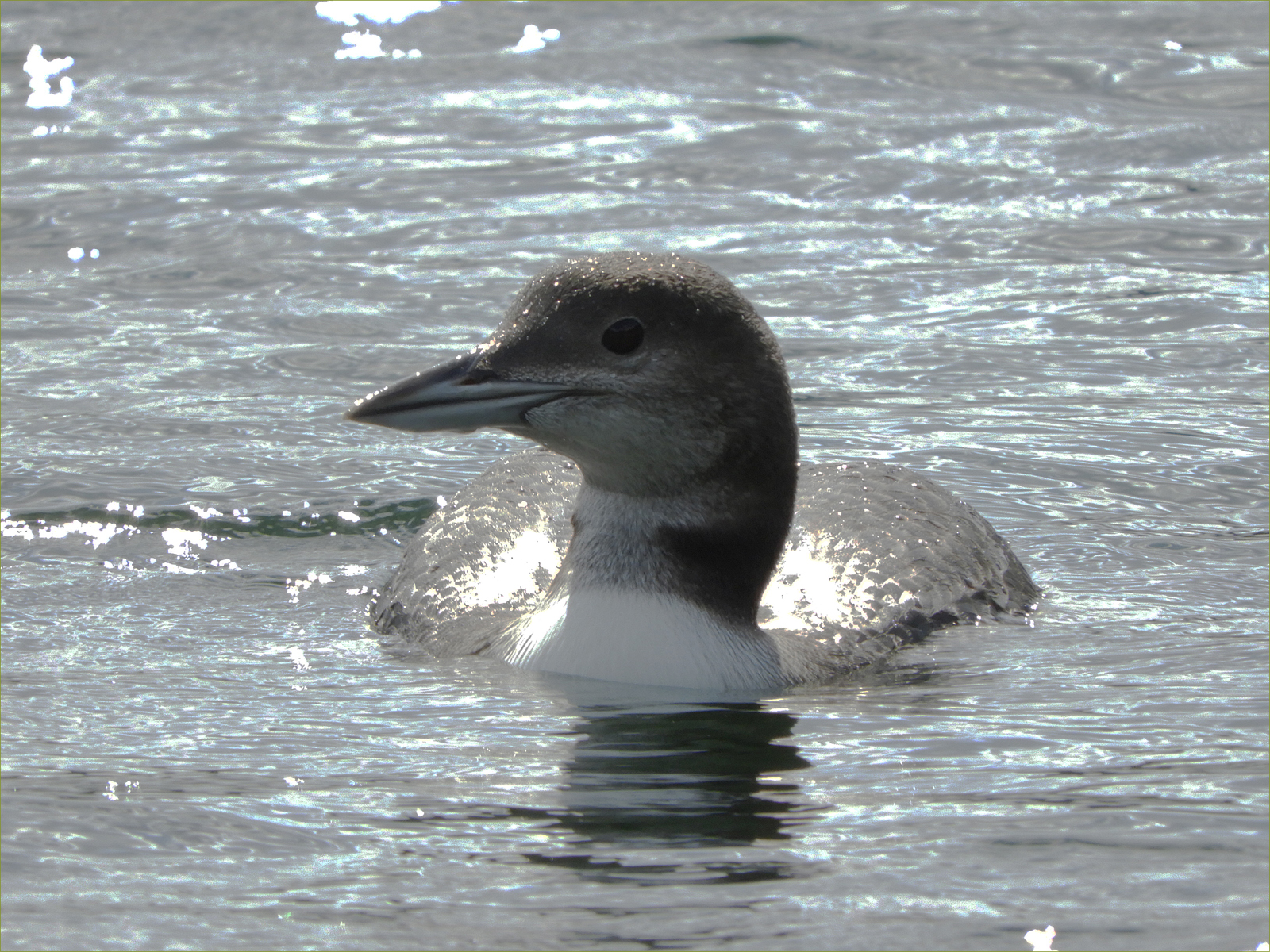 Common Loon