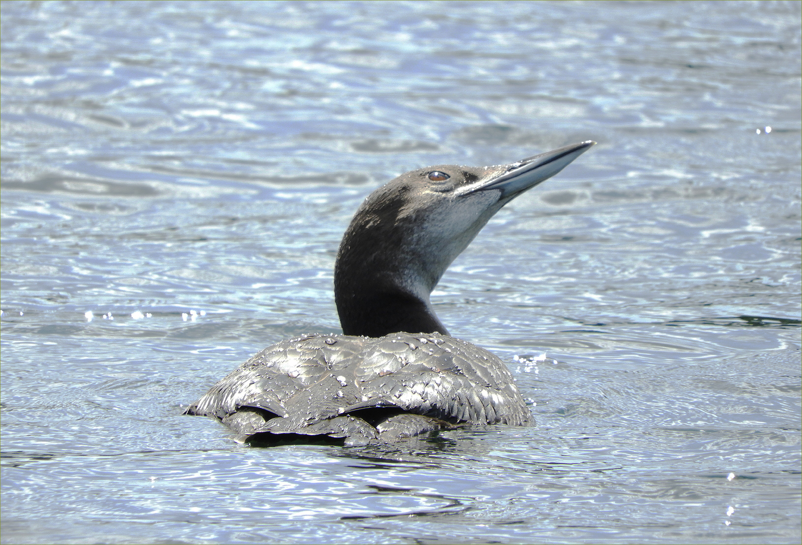 Common Loon