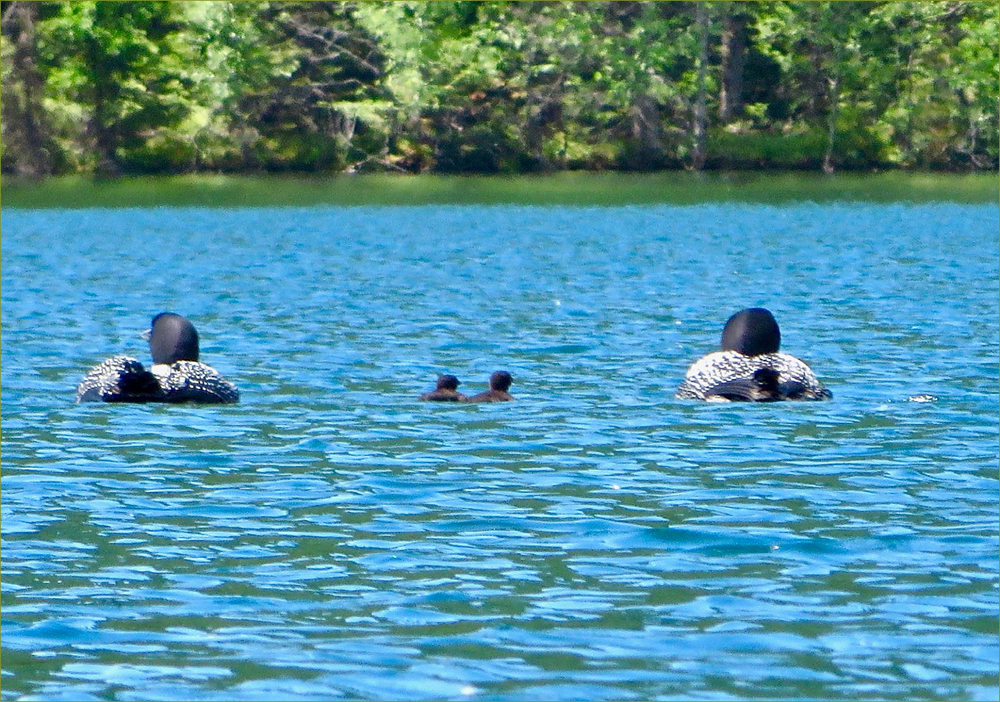 Common Loons