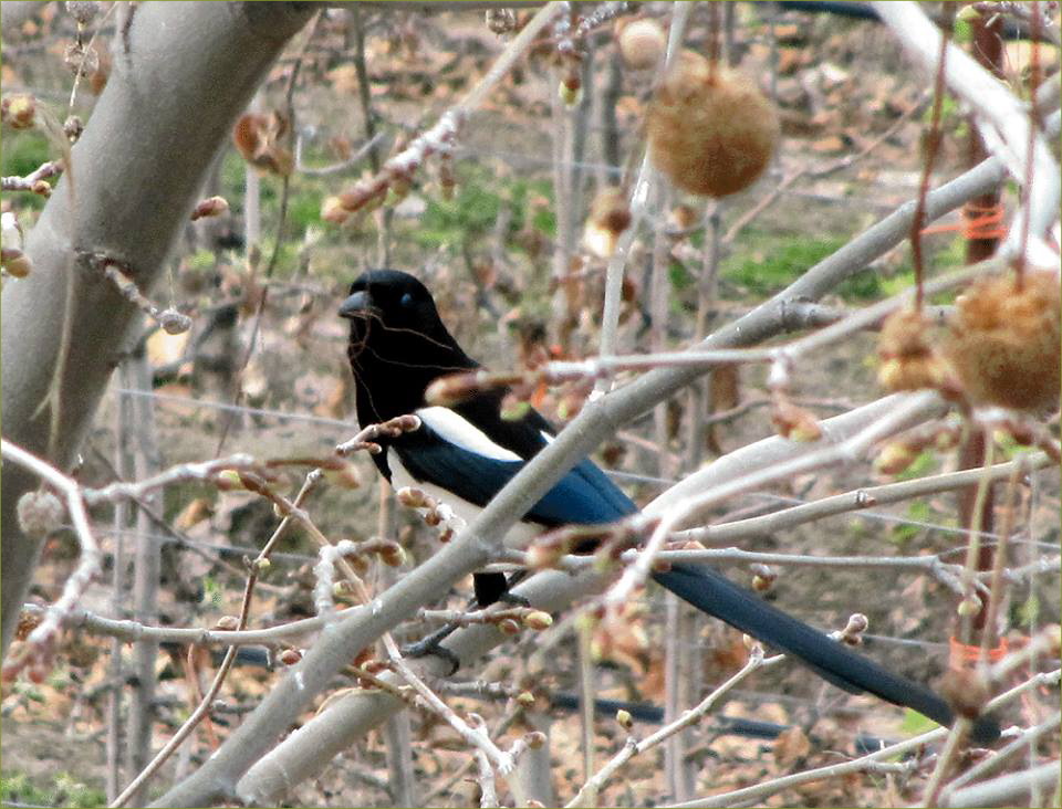 Magpie