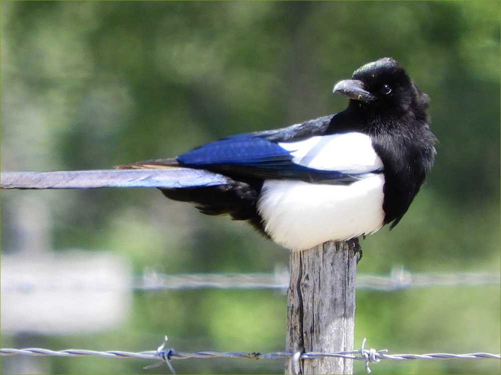 Magpie