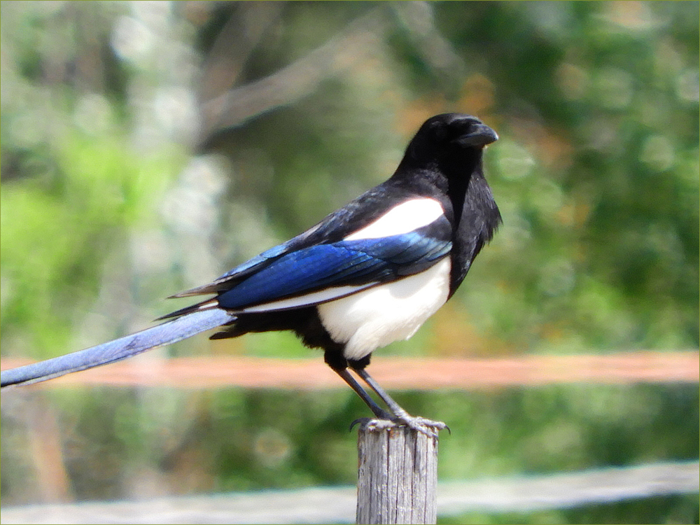 Magpie
