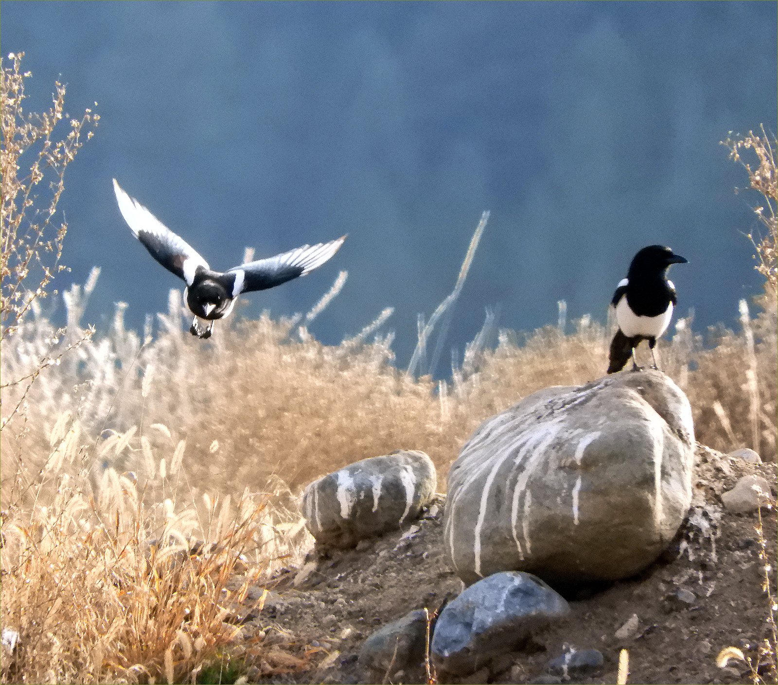 Magpies