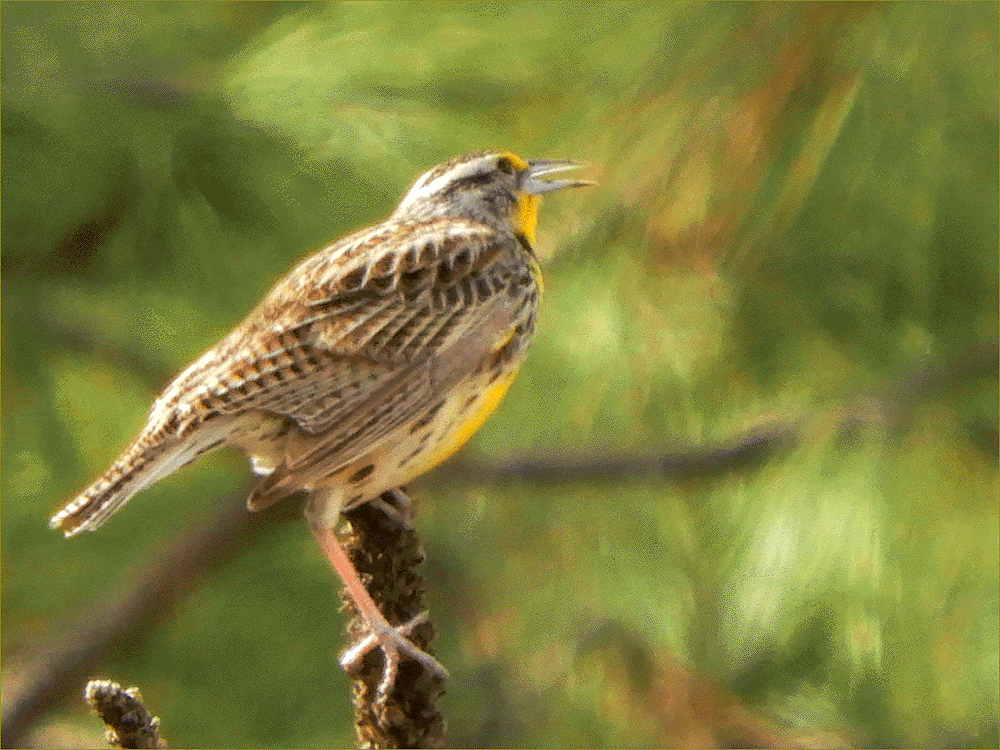 Western Meadowlark