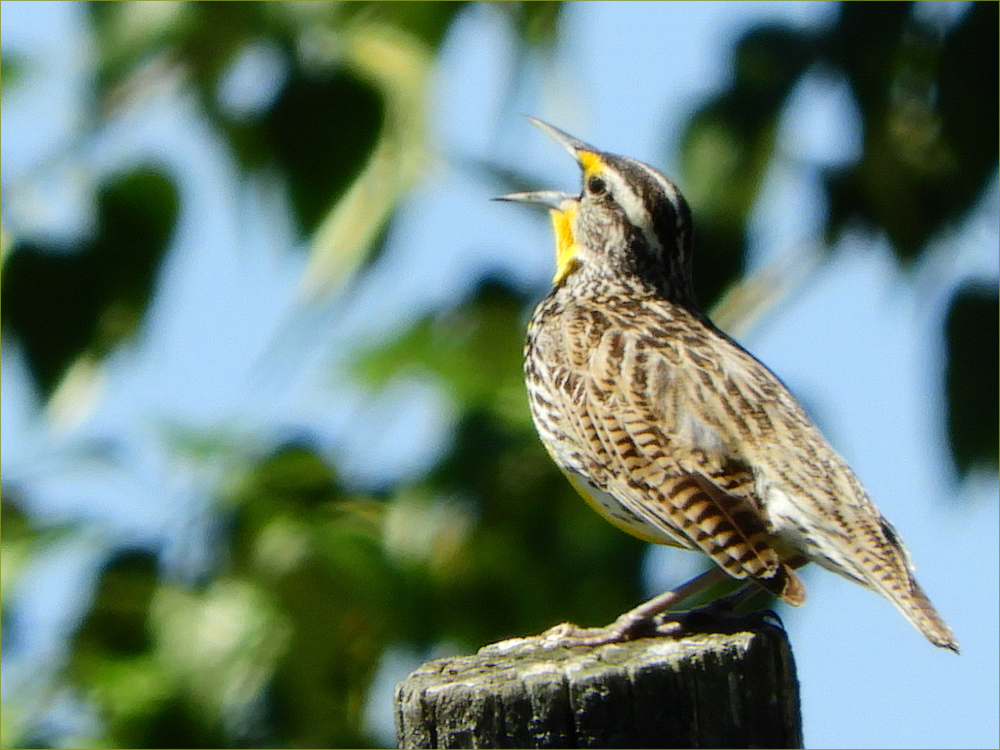 Western Meadowlark
