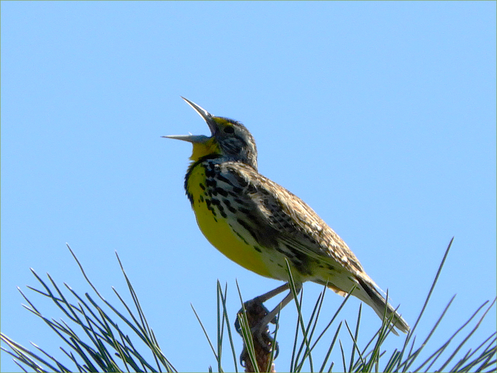 Western Meadowlark