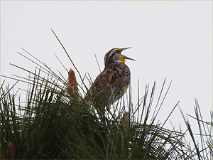 Western Meadowlark
