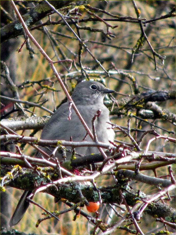 Northern Mockingbird
