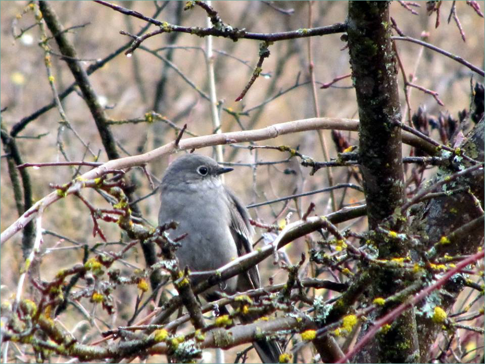 Northern Mockingbird