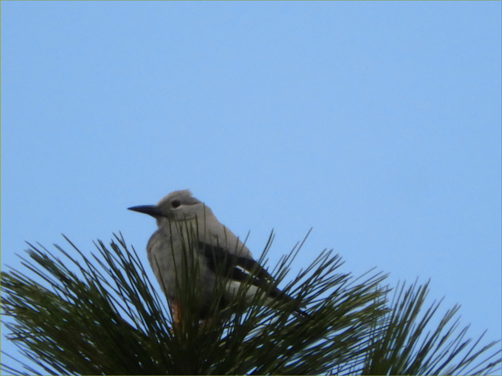 Clark's Nutcracker