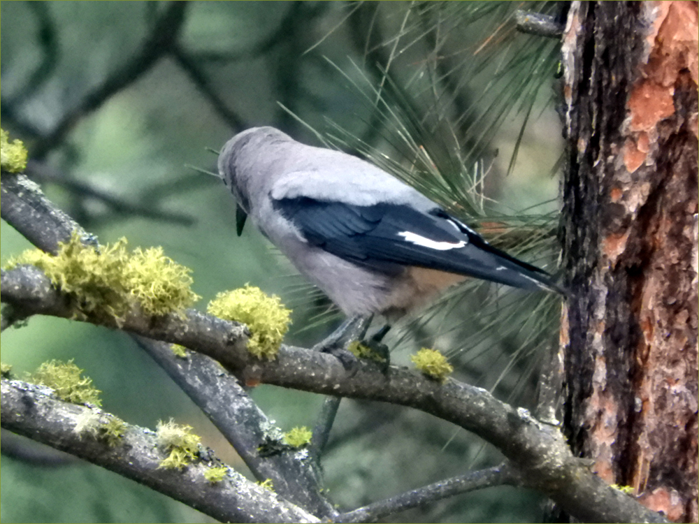 Clark's Nutcracker