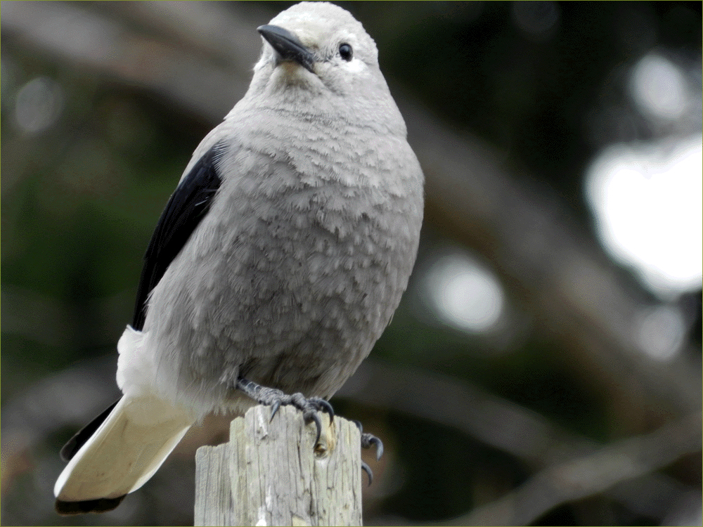 Clark's Nutcracker