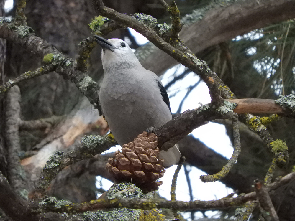 Clark's Nutcracker