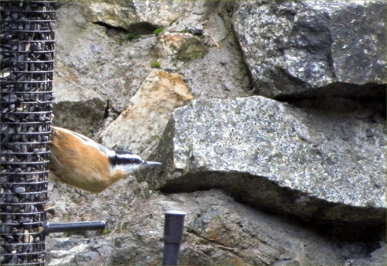 Red-breasted Nuthatch