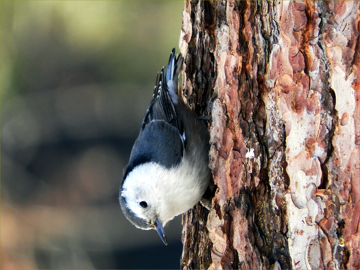 White-breasted Nuthatch