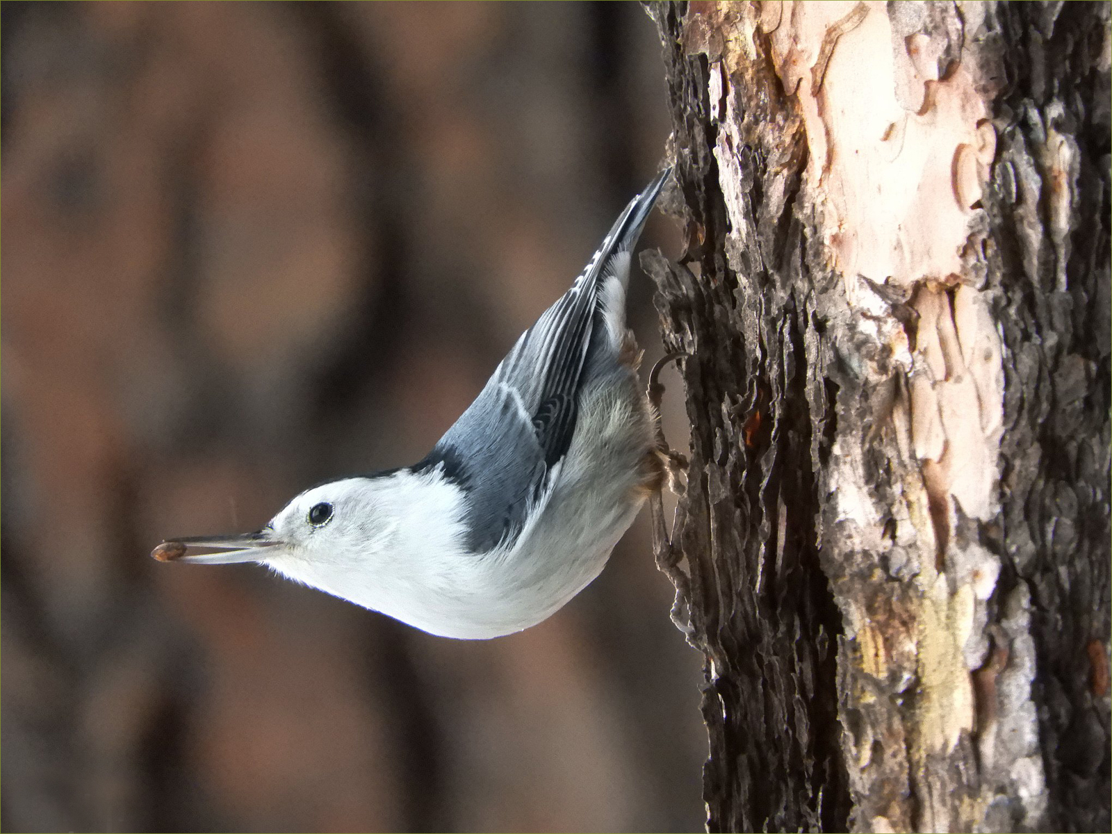 White-breasted Nuthatch