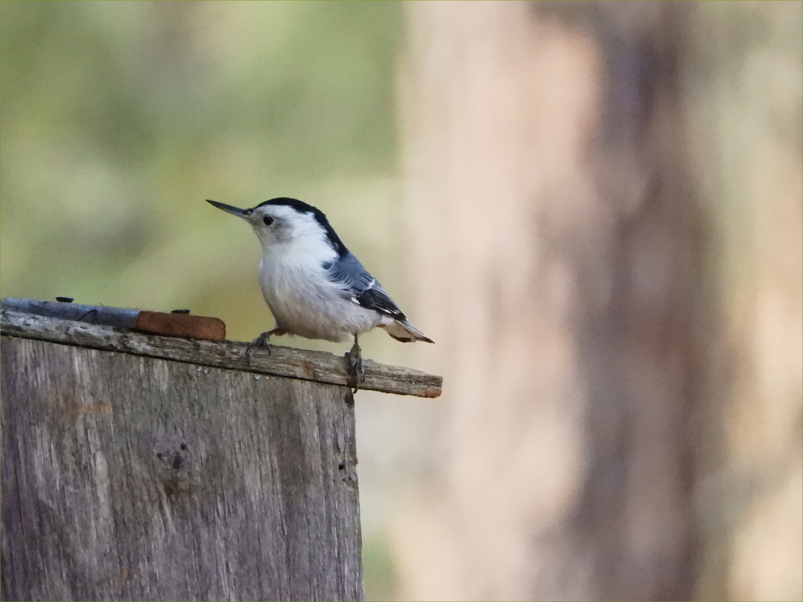 White-breasted Nuthatch