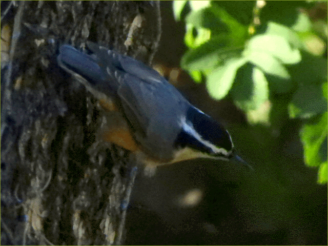 Red-breasted Nuthatch