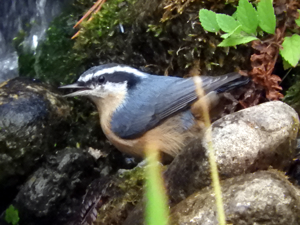 Red-breasted Nuthatch