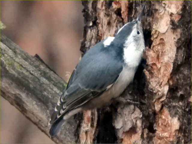 White-breasted Nuthatch