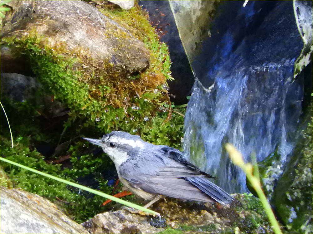 Red-breasted Nuthatch (female)