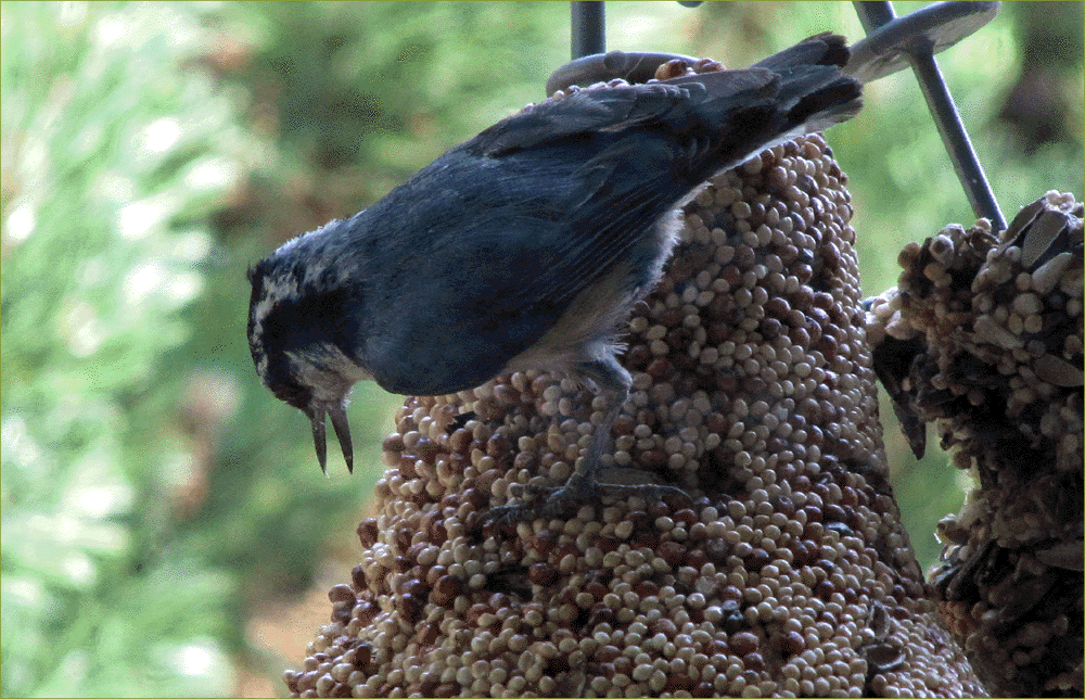Red-breasted Nuthatch (juvenile)