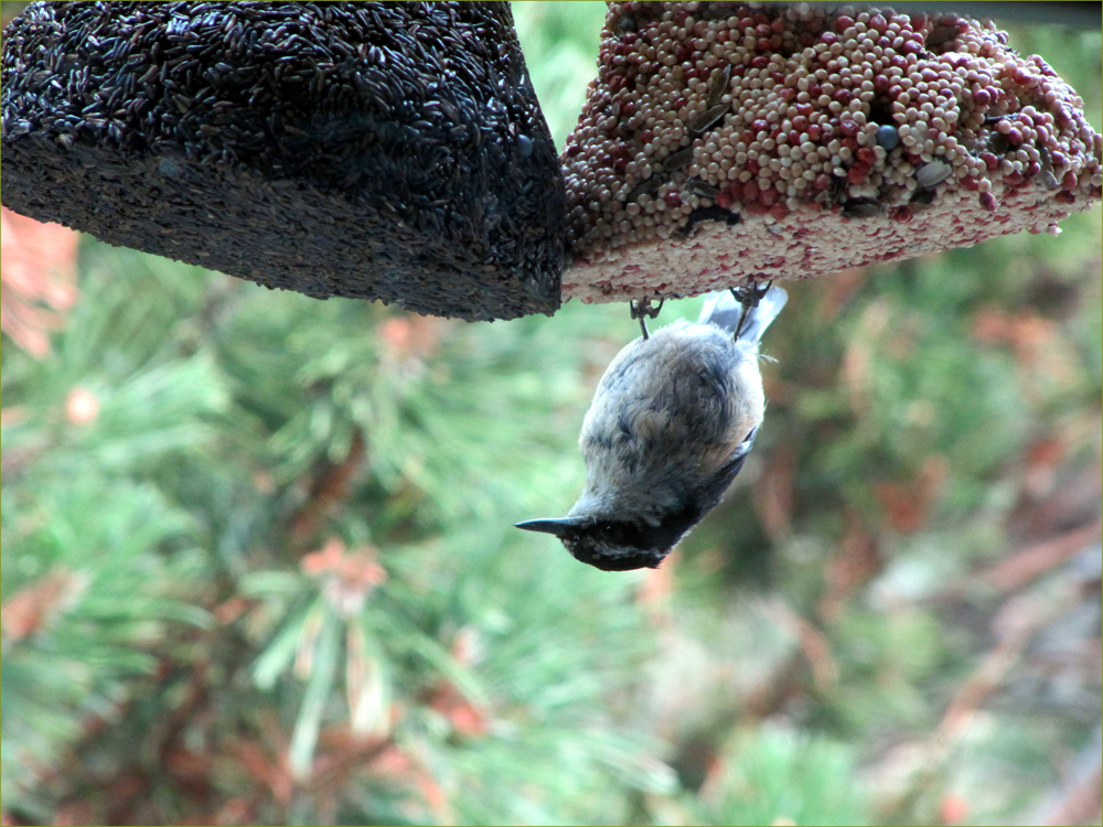 Red-breasted Nuthatch (juvenile)